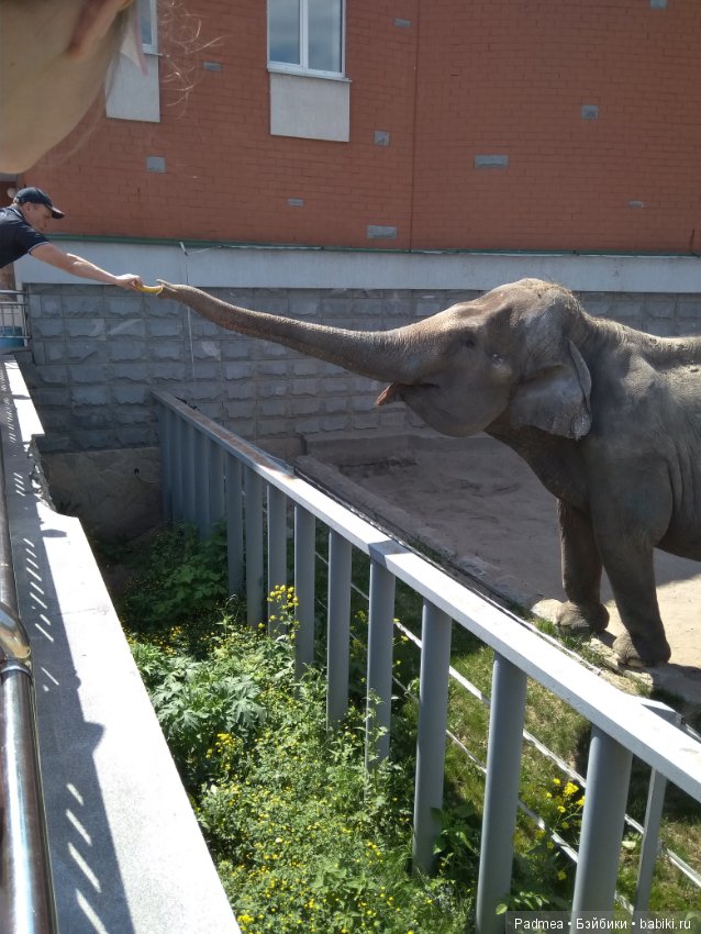 Первая прогулка с куклой, или Машка в зоопарке