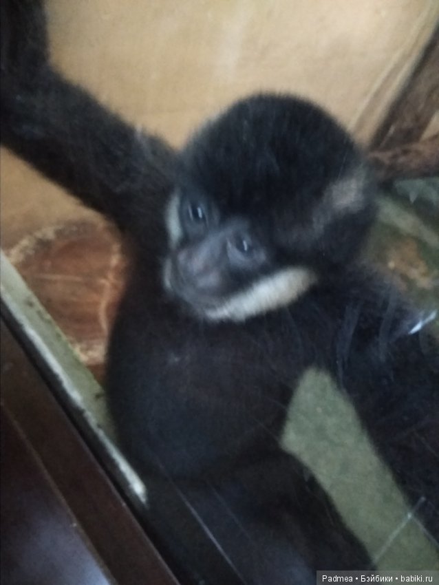 Первая прогулка с куклой, или Машка в зоопарке (фото 7)