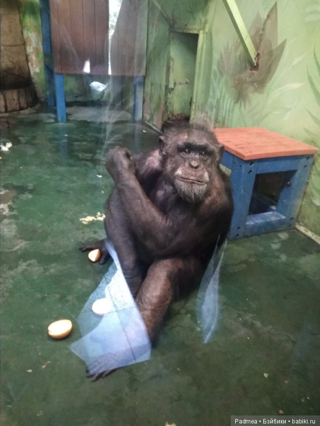 Первая прогулка с куклой, или Машка в зоопарке