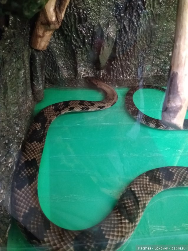 Первая прогулка с куклой, или Машка в зоопарке