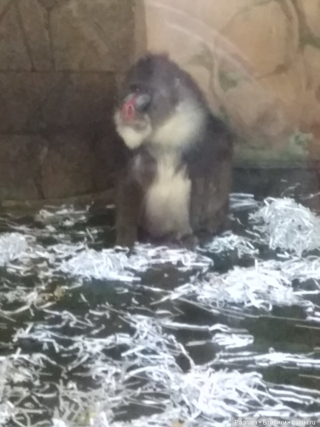 Первая прогулка с куклой, или Машка в зоопарке