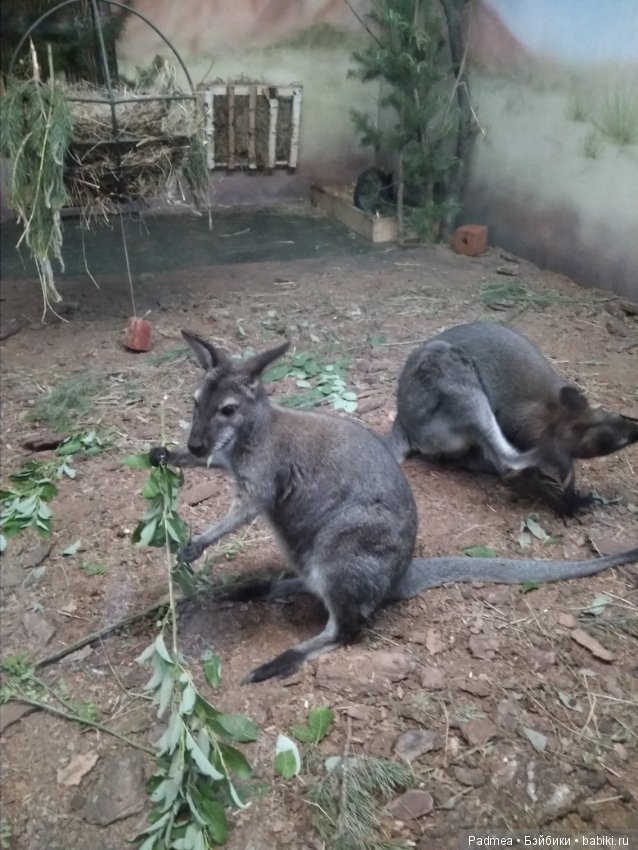 Первая прогулка с куклой, или Машка в зоопарке