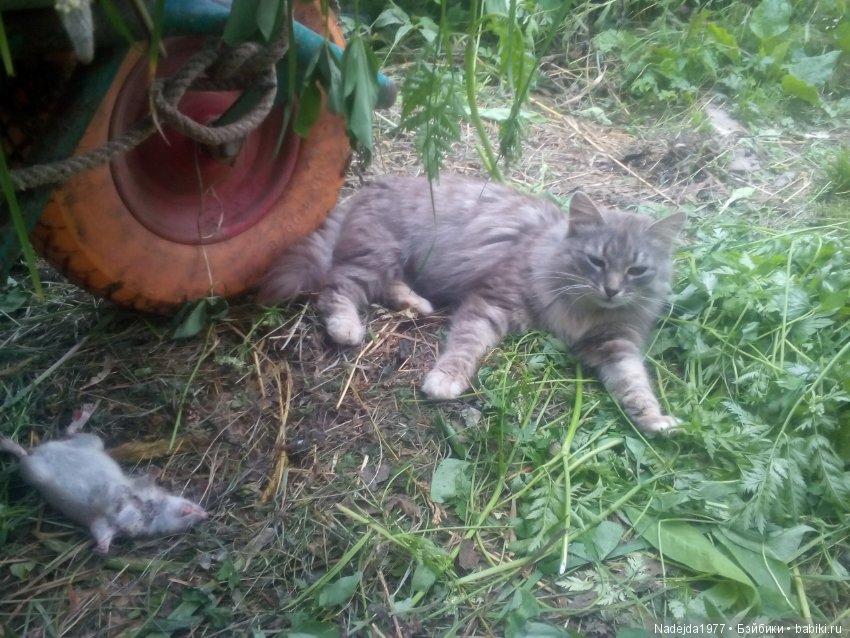 Новая кукложительница.Или не всех война стороной обошла