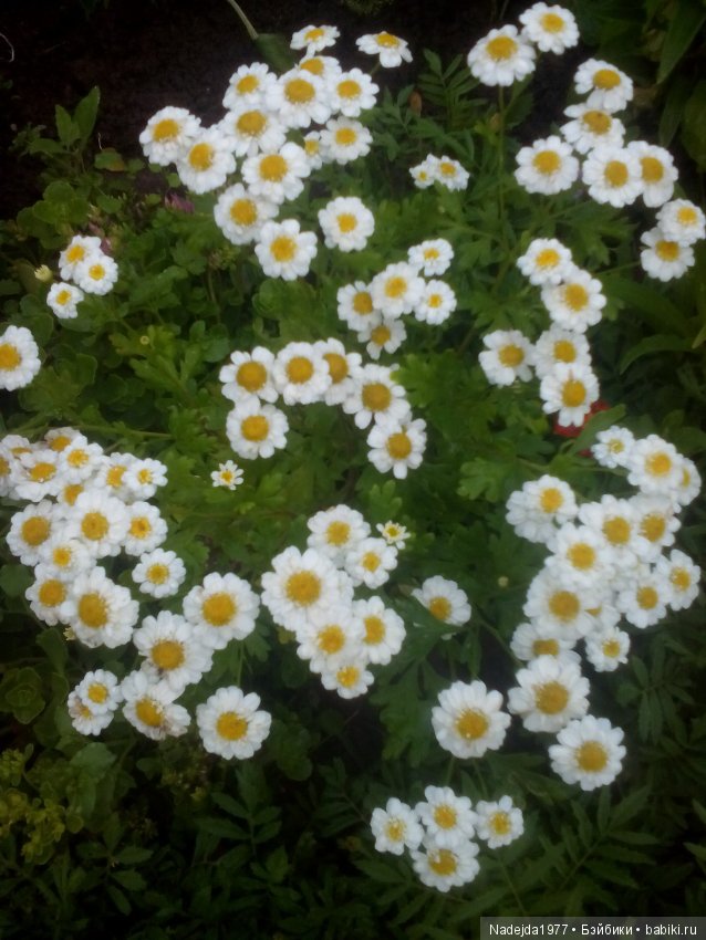 Новая кукложительница.Или не всех война стороной обошла