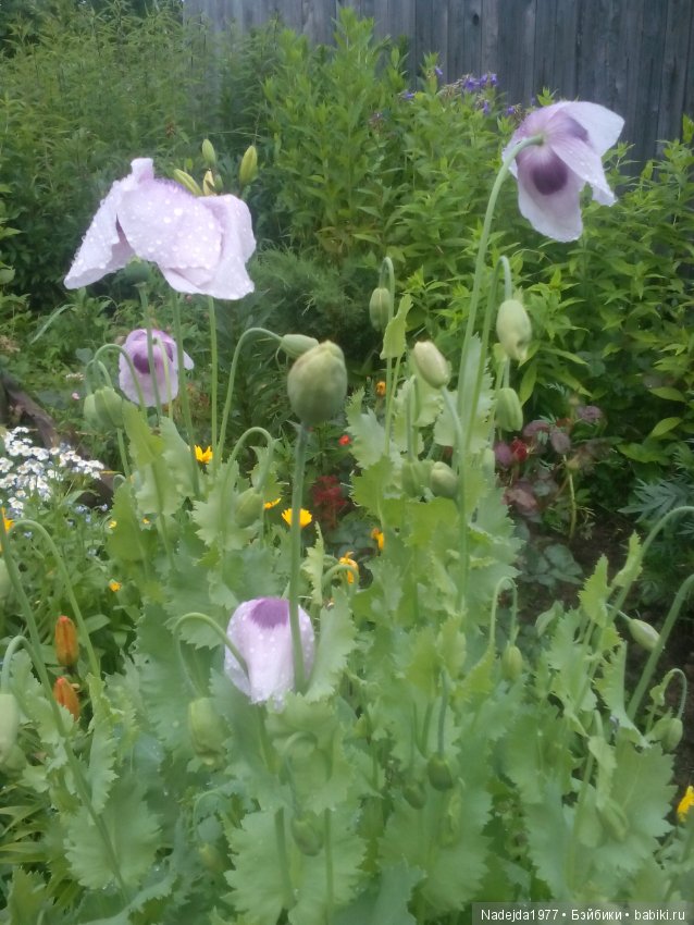 Новая кукложительница.Или не всех война стороной обошла