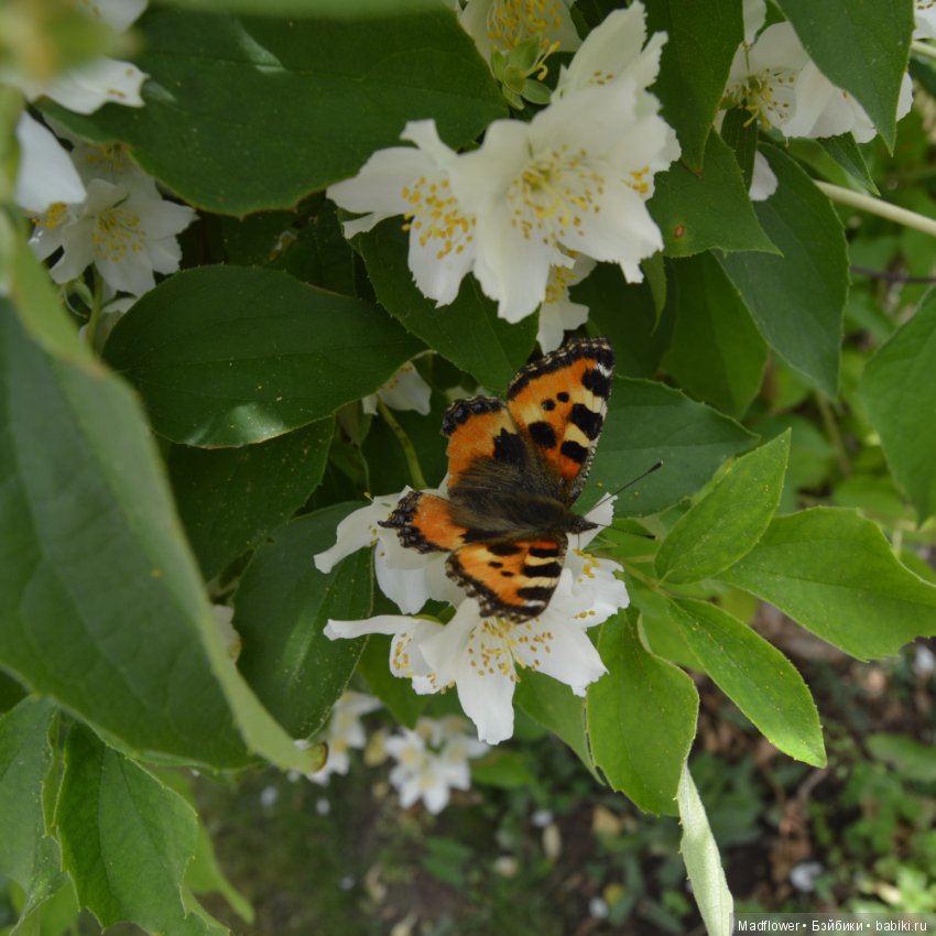 Летние деньки — Одежда и обувь для кукол BJD (БЖД): 1/3 (фото 9)