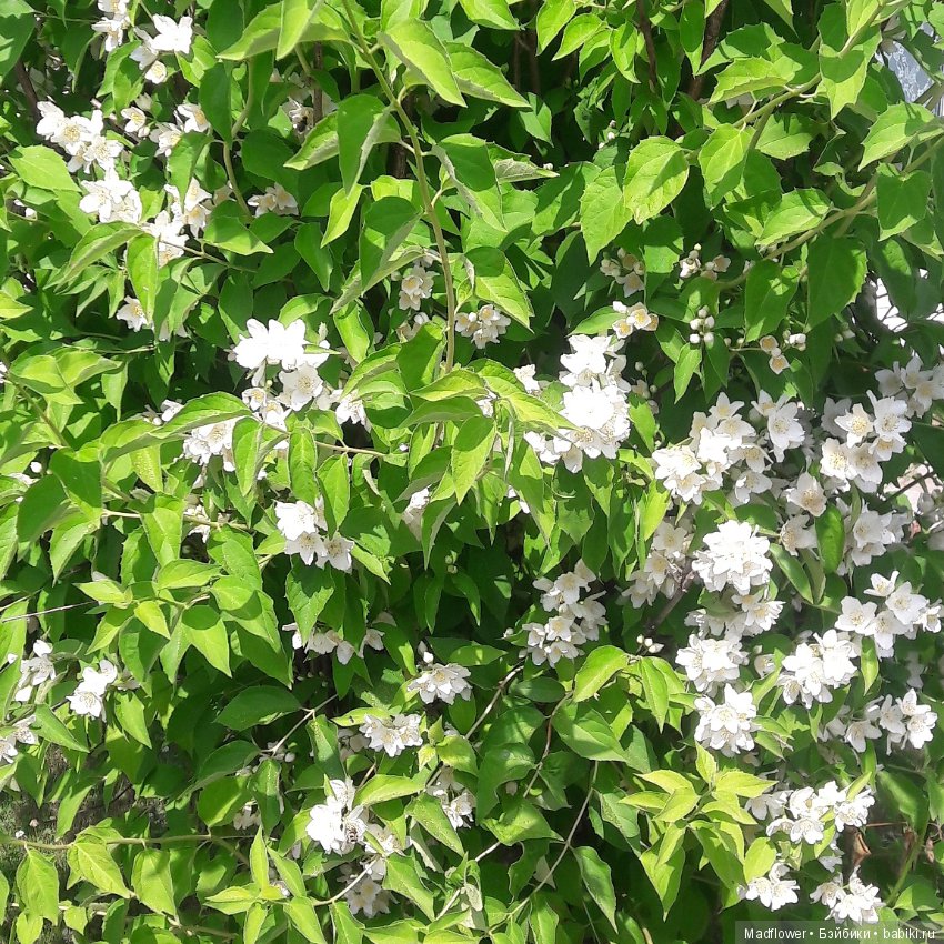 Летние деньки — Одежда и обувь для кукол BJD (БЖД): 1/3