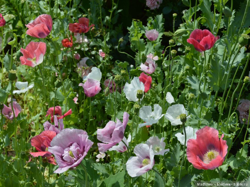 Летние деньки — Одежда и обувь для кукол BJD (БЖД): 1/3 (фото 5)