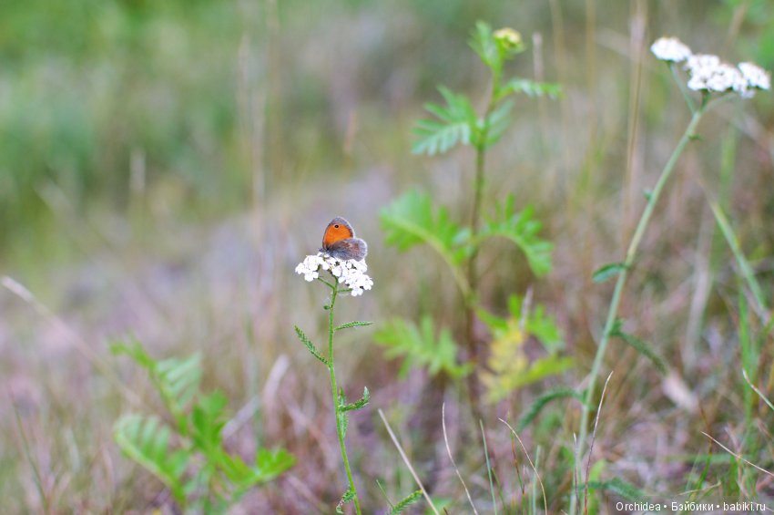 Джульетта тоже вышла погулять. Mini Juliette Petitcollin (фото 4)