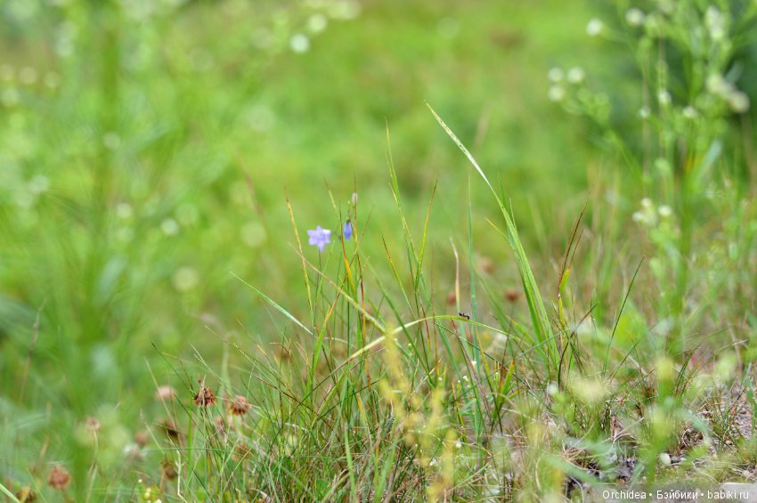 Джульетта тоже вышла погулять. Mini Juliette Petitcollin (фото 3)