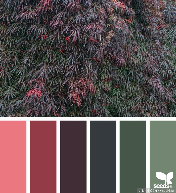 Сочетание цвета. Природа и цветы (фото 6)