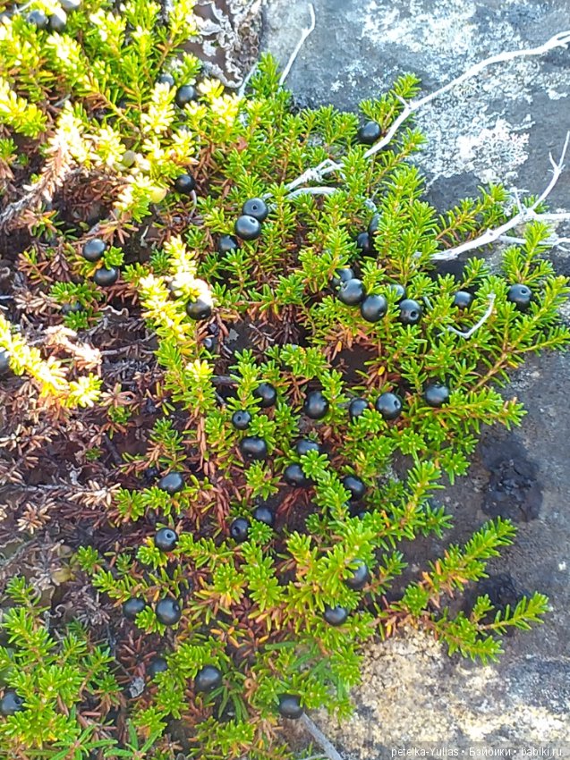 Юляша на природе) — Куклы Fairyland (ФэйриЛэнд): BJD (БЖД)