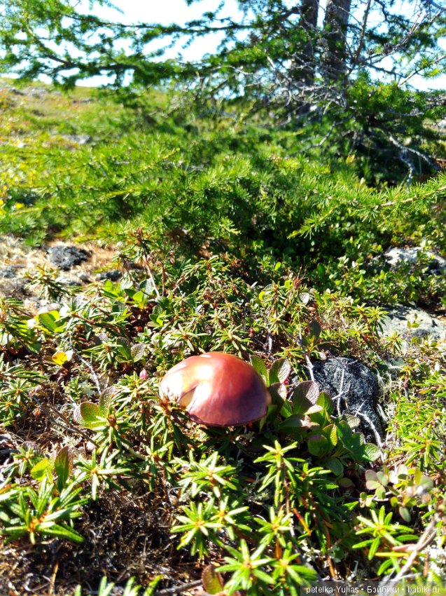 Юляша на природе) — Куклы Fairyland (ФэйриЛэнд): BJD (БЖД)