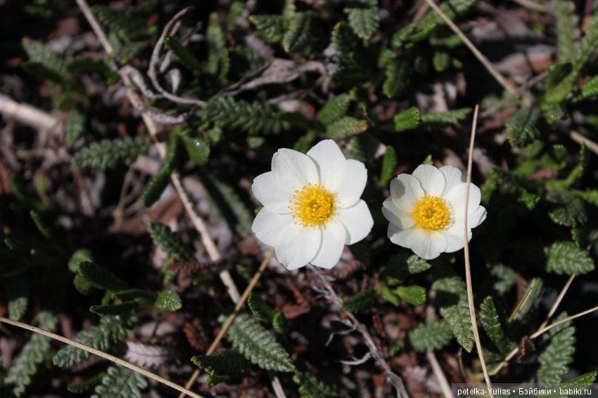 Куда уезжают куклы.Чукотка.Часть 1 (фото 3)