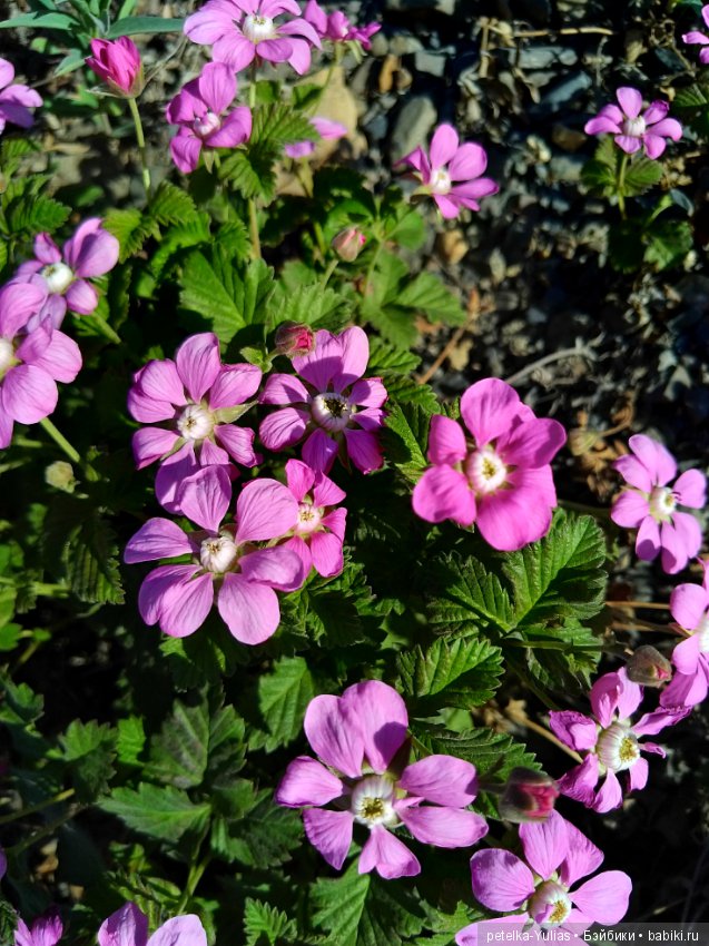 Куда уезжают куклы.Чукотка.Часть 1