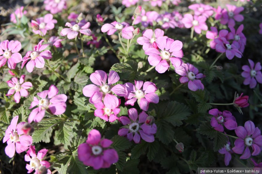 Куда уезжают куклы.Чукотка.Часть 1 (фото 2)