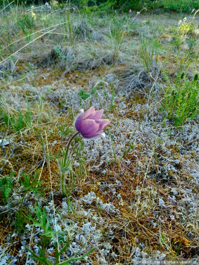 Куда уезжают куклы.Чукотка.Часть 1 (фото 10)