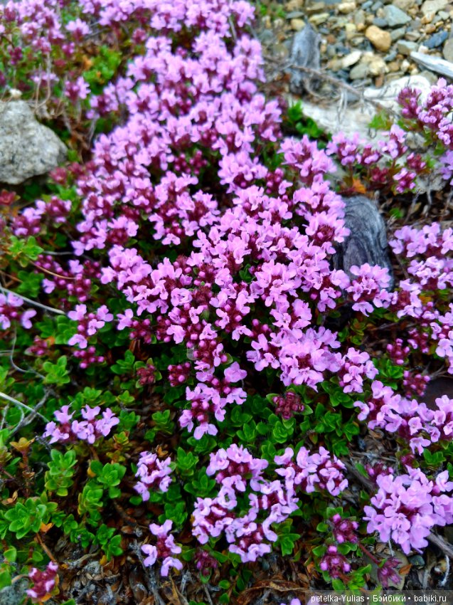 Куда уезжают куклы.Чукотка.Часть 2