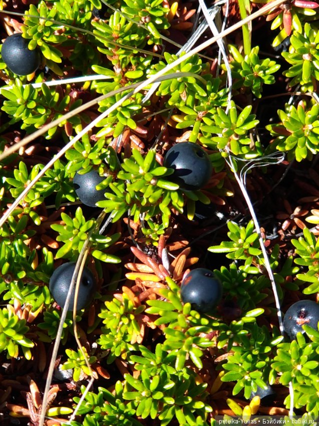 Куда уезжают куклы.Чукотка.Часть 2