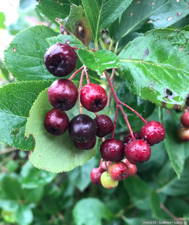 Самая маленькая — Куклы Irrealdoll (Ирреалдолл): BJD (БЖД) (фото 9)