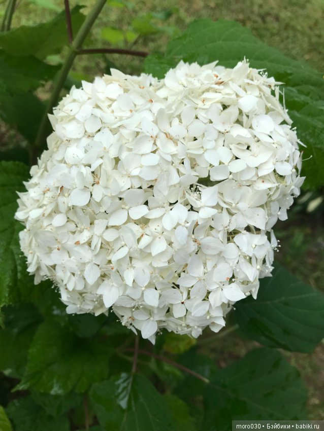 Самая маленькая — Куклы Irrealdoll (Ирреалдолл): BJD (БЖД)