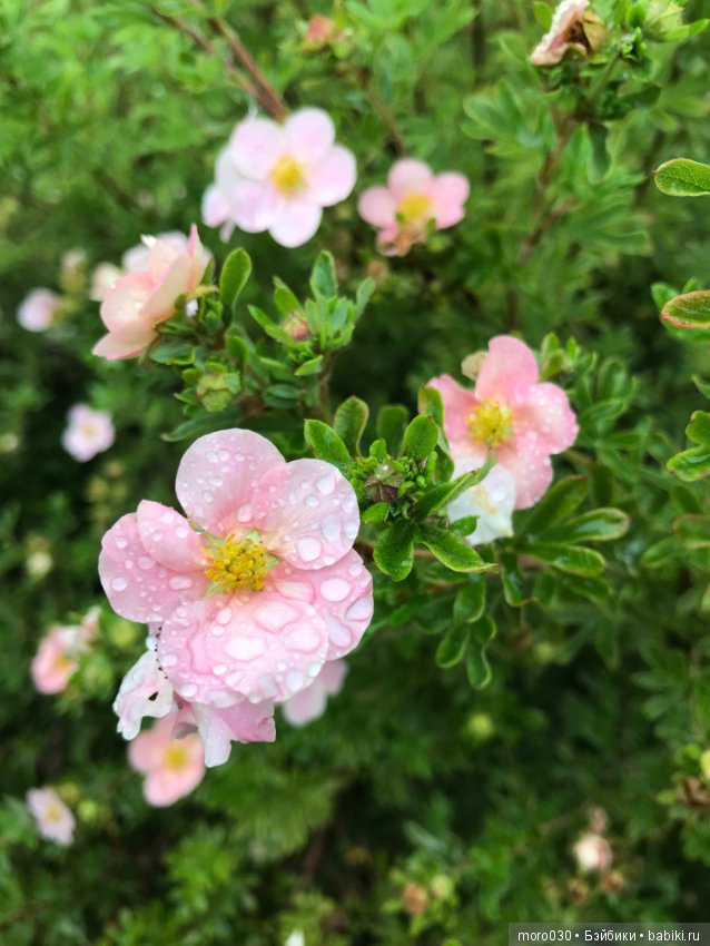 Самая маленькая — Куклы Irrealdoll (Ирреалдолл): BJD (БЖД) (фото 10)