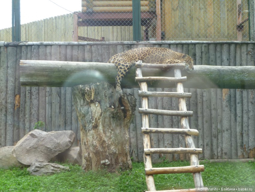 Прогулка по зоопарку)) — В мире животных: смешные фото питомцев и зверей