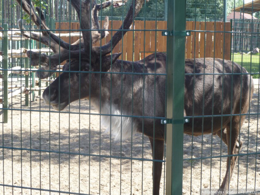 Прогулка по зоопарку)) — В мире животных: смешные фото питомцев и зверей