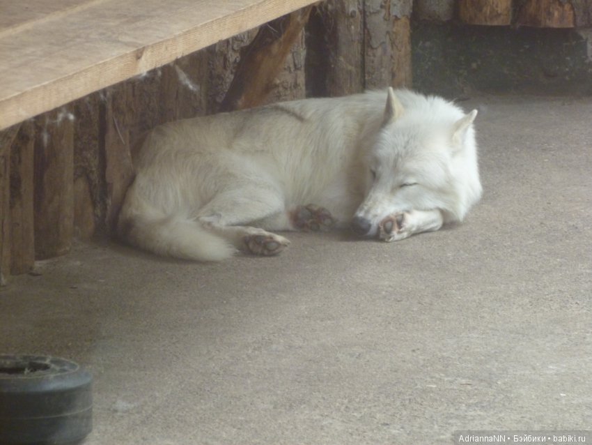 Прогулка по зоопарку)) — В мире животных: смешные фото питомцев и зверей (фото 7)