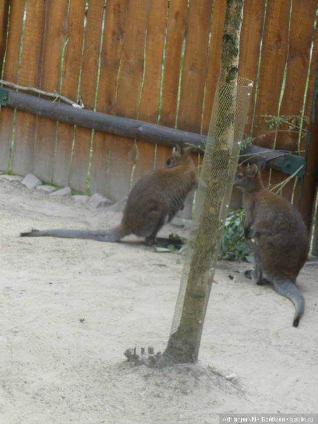 Прогулка по зоопарку)) — В мире животных: смешные фото питомцев и зверей (фото 10)