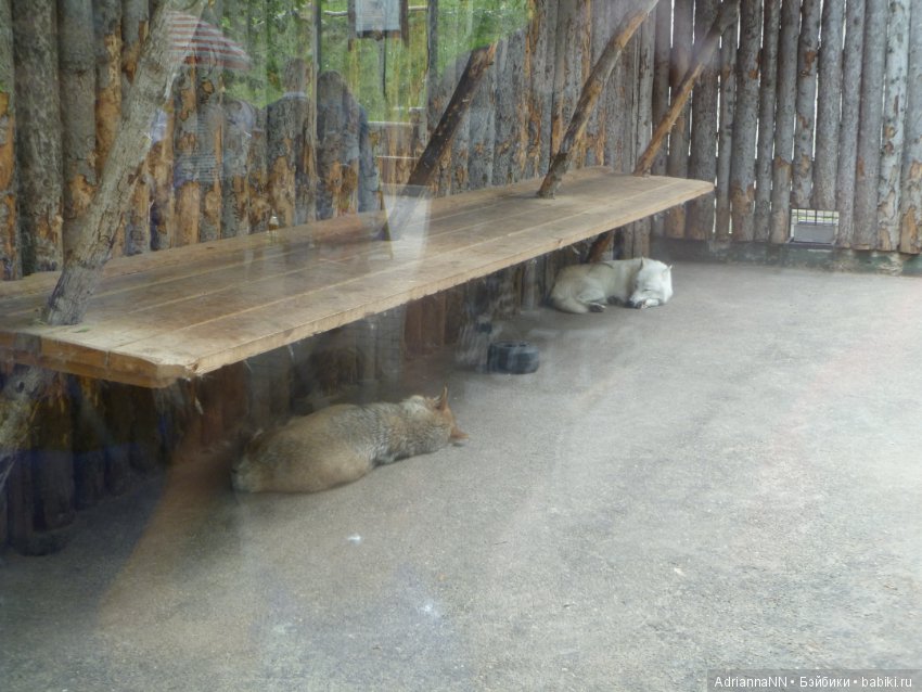 Прогулка по зоопарку)) — В мире животных: смешные фото питомцев и зверей