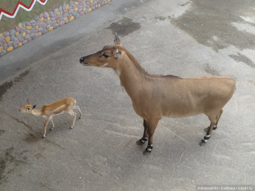 Прогулка по зоопарку)) — В мире животных: смешные фото питомцев и зверей