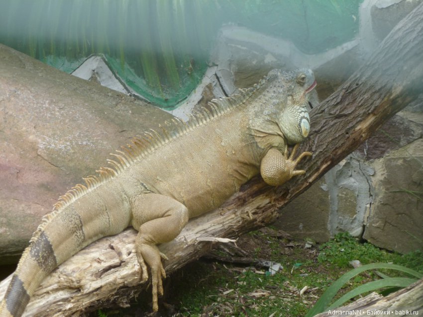 Прогулка по зоопарку)) — В мире животных: смешные фото питомцев и зверей (фото 5)