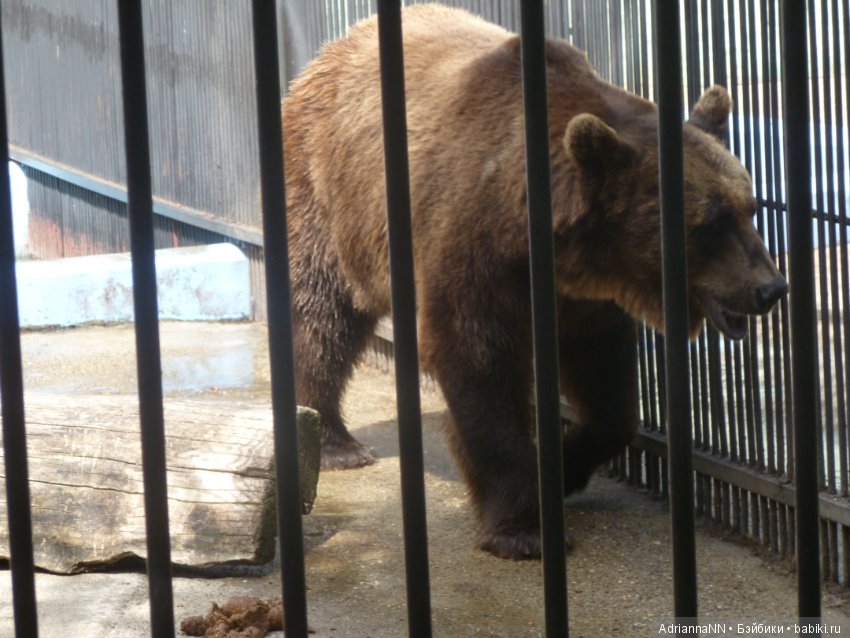 Прогулка по зоопарку)) — В мире животных: смешные фото питомцев и зверей