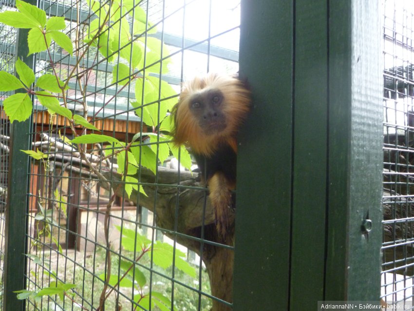 Прогулка по зоопарку)) — В мире животных: смешные фото питомцев и зверей (фото 4)