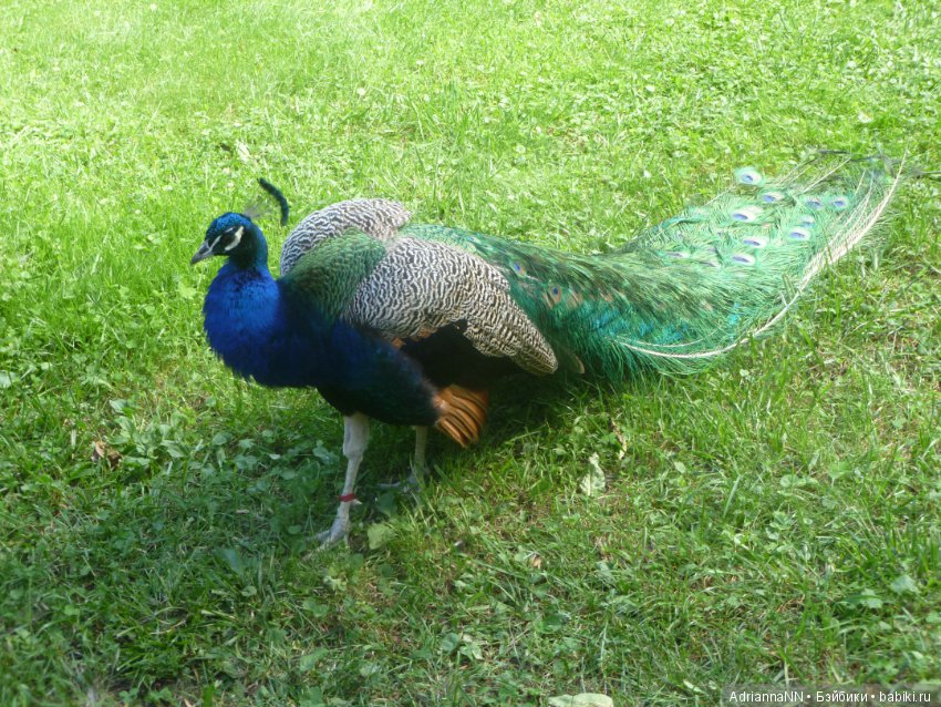 Прогулка по зоопарку)) — В мире животных: смешные фото питомцев и зверей (фото 8)