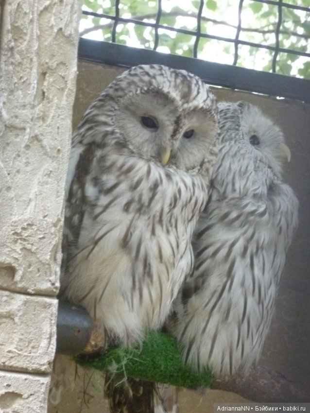 Прогулка по зоопарку)) — В мире животных: смешные фото питомцев и зверей (фото 3)