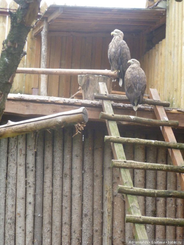 Прогулка по зоопарку)) — В мире животных: смешные фото питомцев и зверей