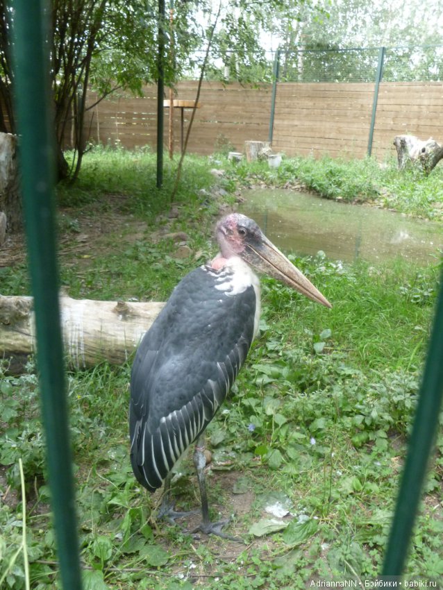 Прогулка по зоопарку)) — В мире животных: смешные фото питомцев и зверей