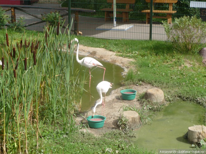 Прогулка по зоопарку)) — В мире животных: смешные фото питомцев и зверей (фото 2)
