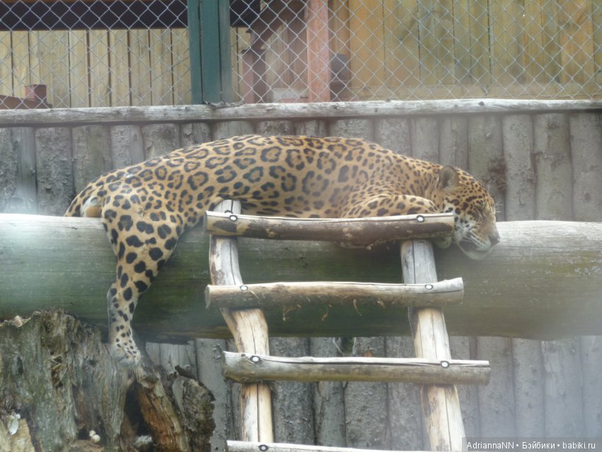 Прогулка по зоопарку)) — В мире животных: смешные фото питомцев и зверей (фото 6)