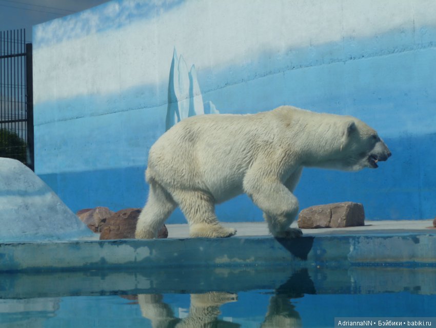 Прогулка по зоопарку)) — В мире животных: смешные фото питомцев и зверей (фото 9)