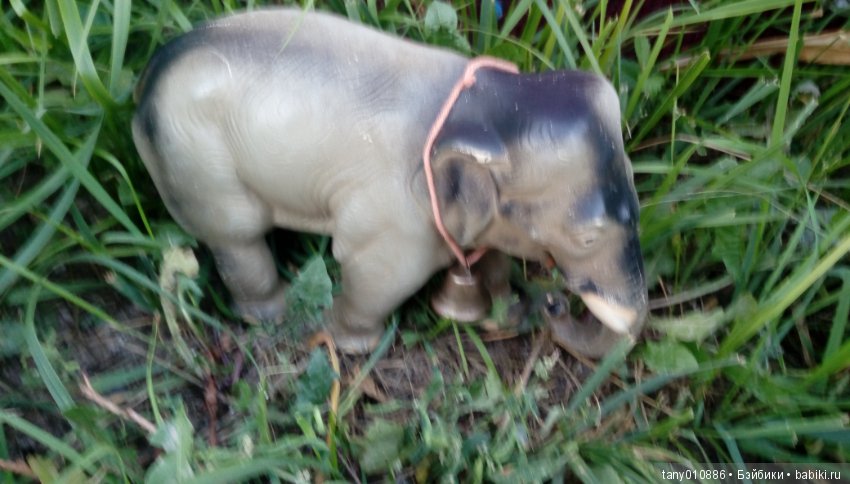 Слон Бэби в Ленинградском зоопарке