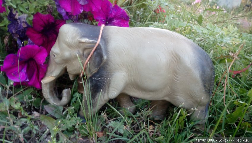 Слон Бэби в Ленинградском зоопарке