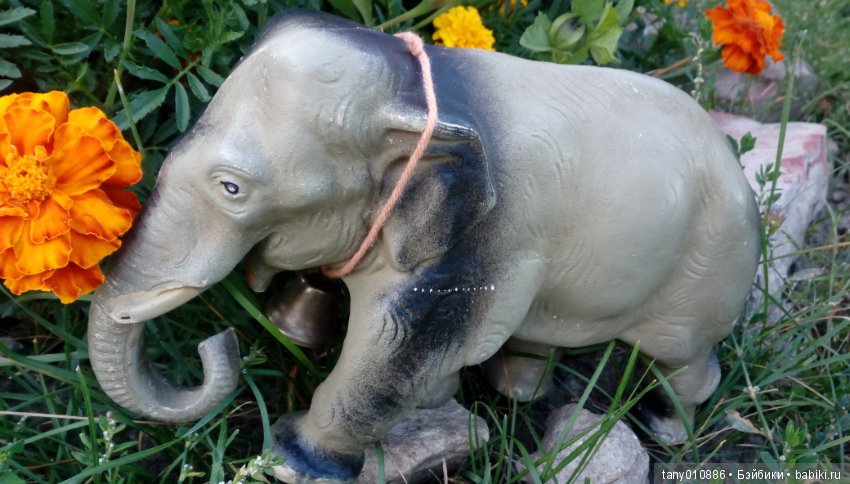 Слон Бэби в Ленинградском зоопарке (фото 5)