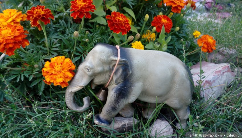 Слон Бэби в Ленинградском зоопарке (фото 6)