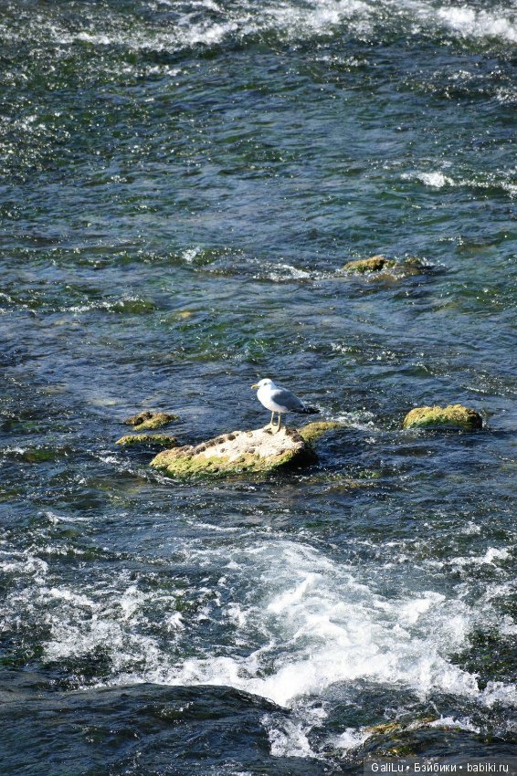Рeйнский водопaд, Швецария - Rheinfall (фото 3)