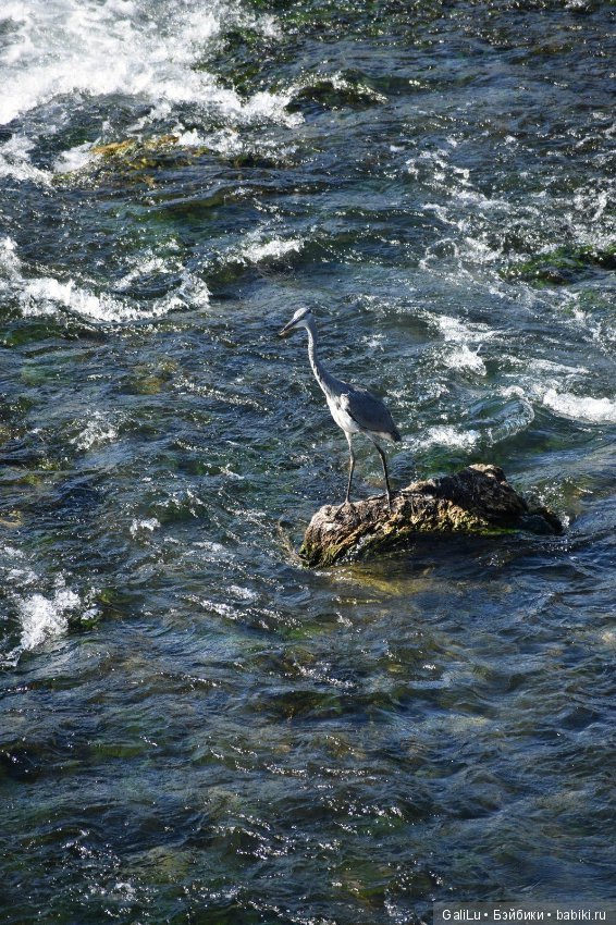 Рeйнский водопaд, Швецария - Rheinfall (фото 4)
