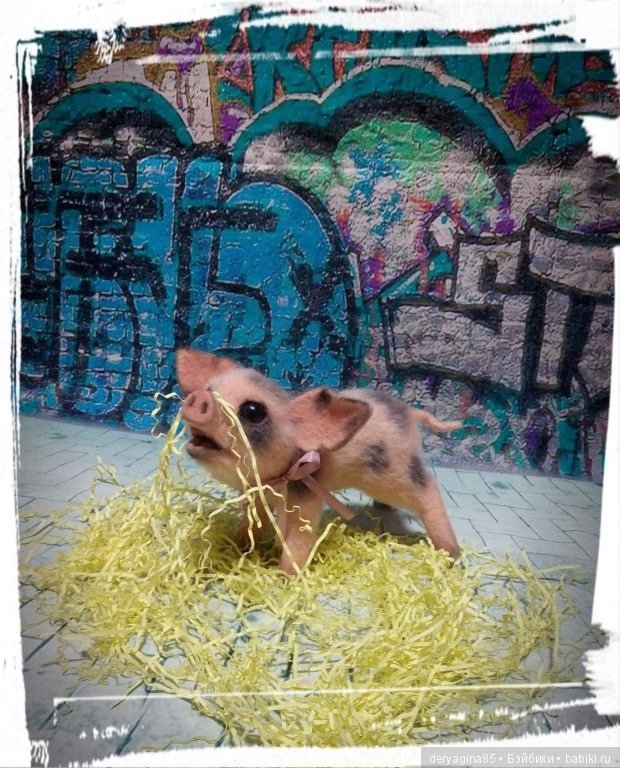 Поросёнок, символ 2019 года