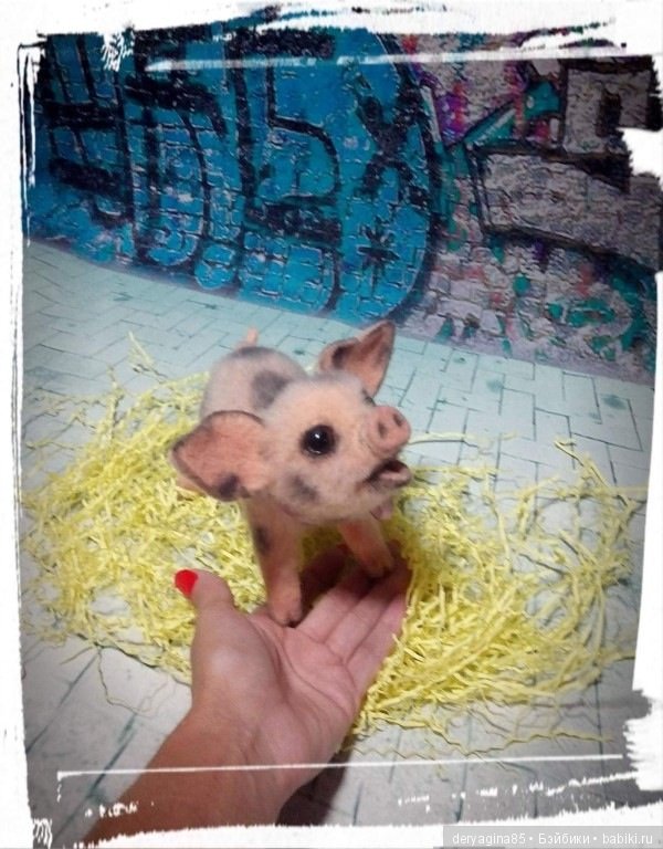 Поросёнок, символ 2019 года (фото 4)